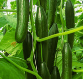 Hectarul - Seminte Castraveti Colosseum F1 - 100 sem, HEKTAR SEEDS